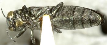 Media type: image;   Entomology 2126 Aspect: habitus ventral view